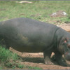 hippo