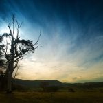 tree n sky