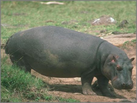 Hippo