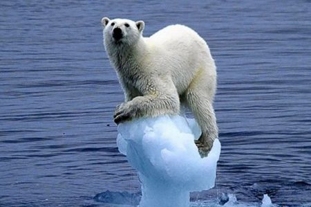 Polar bear on ice