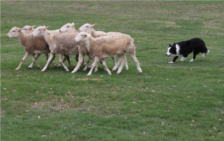 Passive Herding