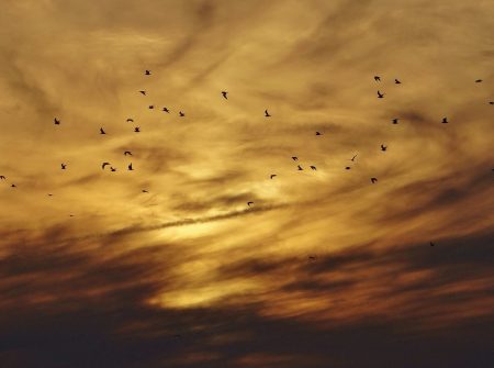 Birds and chemtrail sky