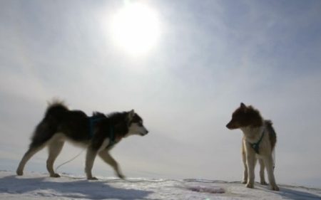 Sled dogs