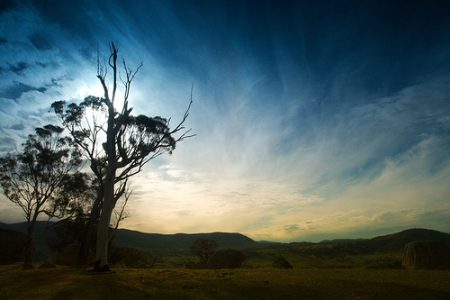 Tree N Sky