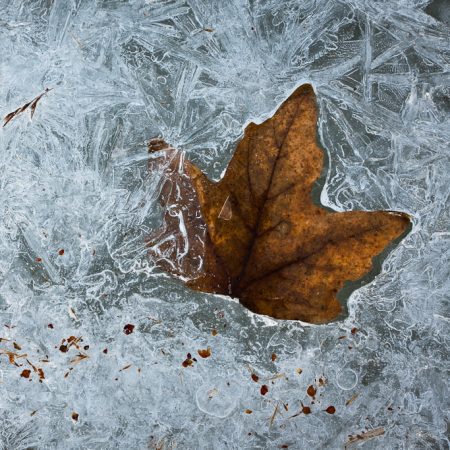Frozen leaf