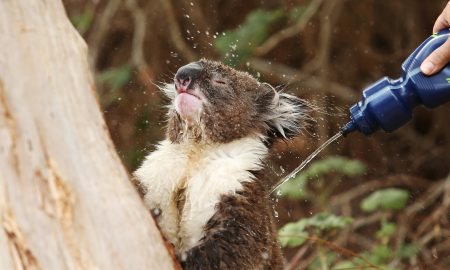 Koala water