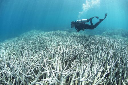 Great barrier reef damage global warming