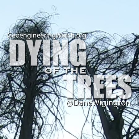 Dying of the trees thumb small
